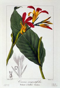 Canna of Indisch Schot Bloem, 1836